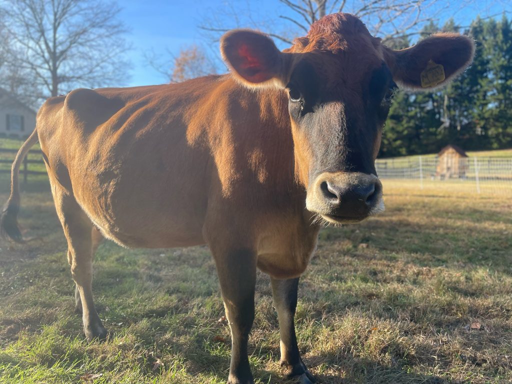 Scenes from the farm