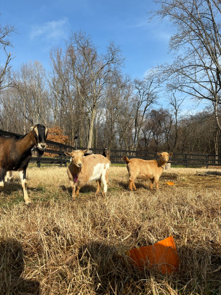 Goats in the pasture